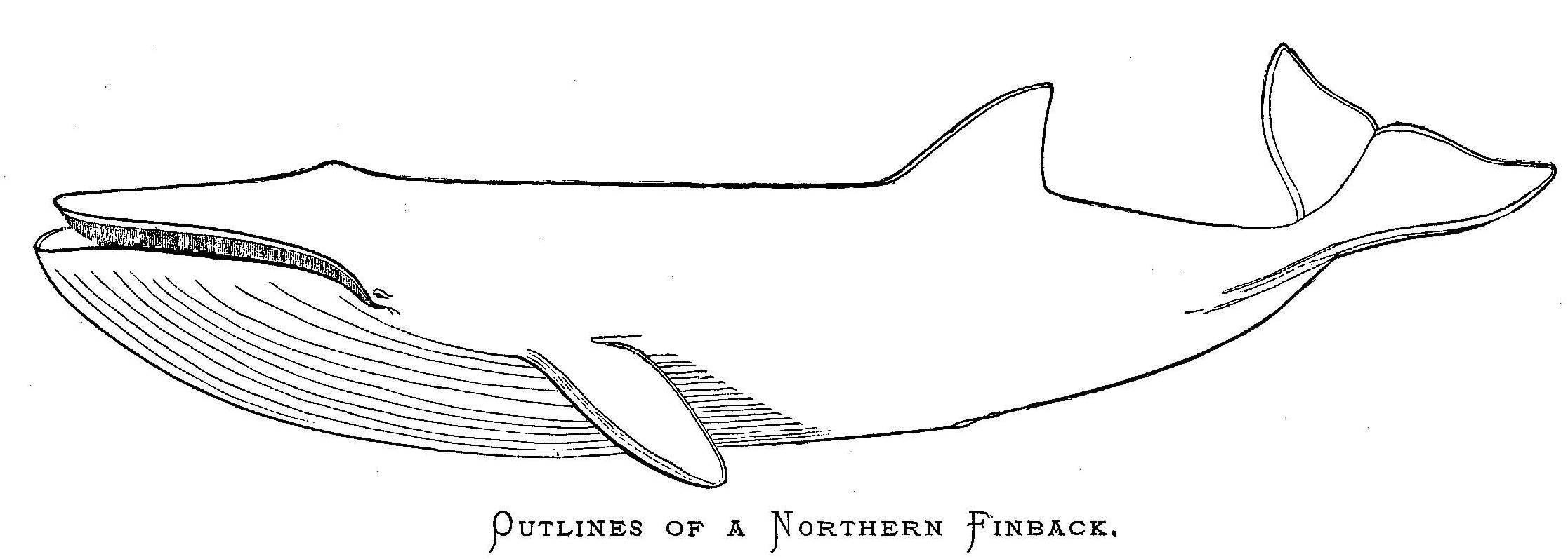 Scammon - Outlines of a Northern Finback