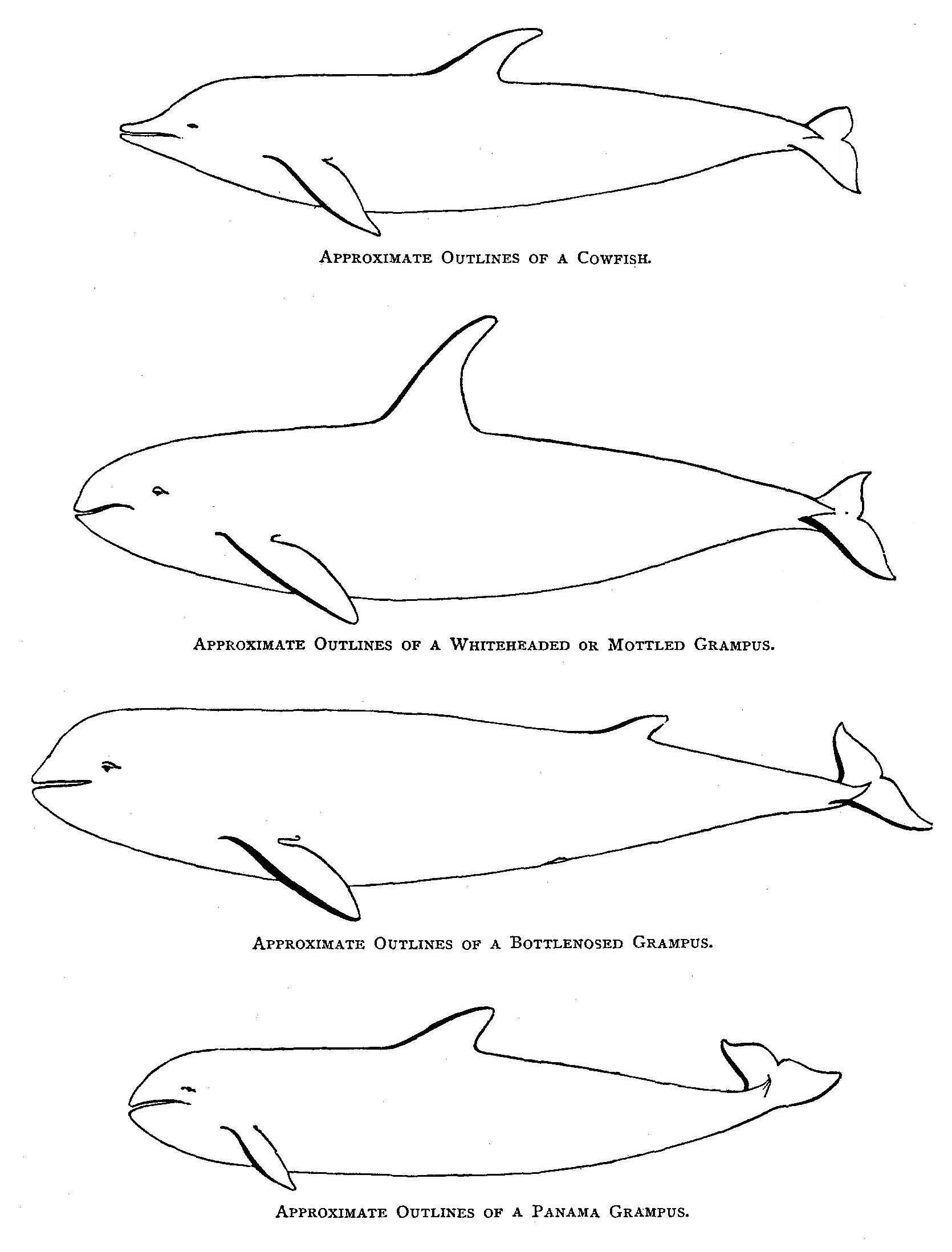 Scammon - Approximate Outlines of a Cowfish ... Whiteheaded or Mottled Grampus ... Bottlenosed Grampus ... Panama Grampus