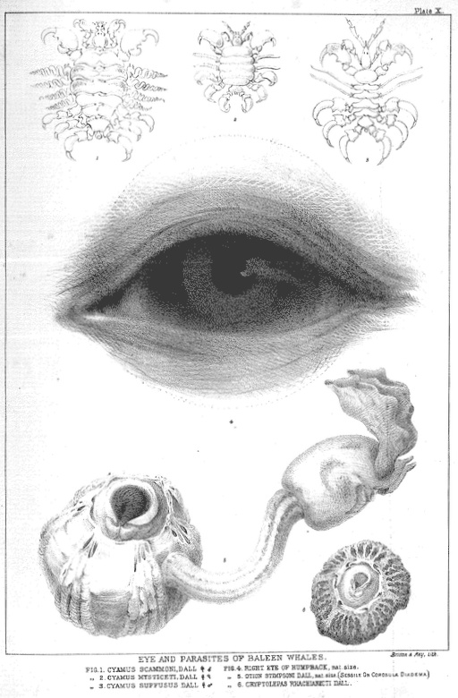 Scammon - Plate X: Eye and Parasites of Baleen Whales