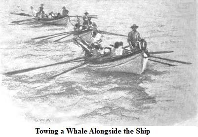 Towing a Whale alongside the Ship
