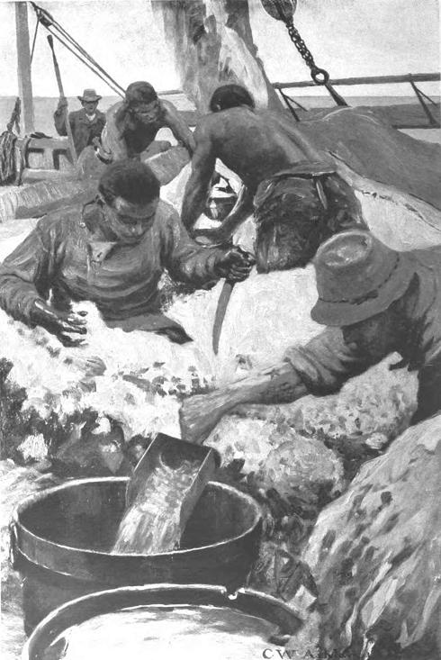 They Half Cut, Half Ladled the Barrels of Pulpy Substance from its Cells