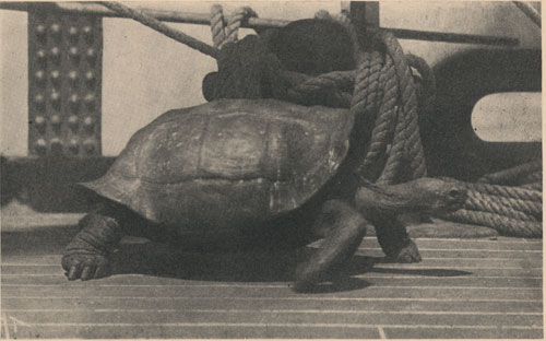 A Galapagos Tortoise on the U.S.S. Albatross