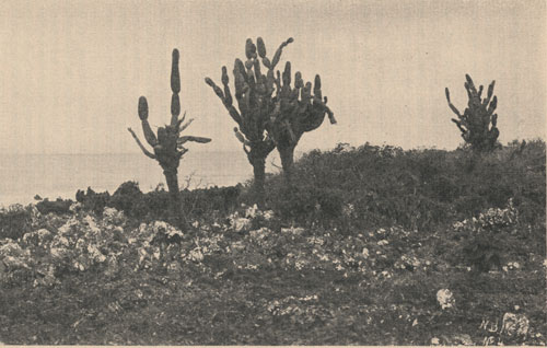 Vegetation near Blackbeach, Charles Island, Galapagos.