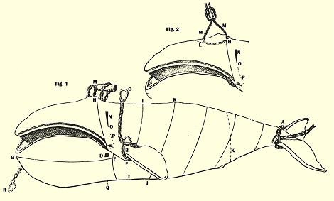 Cutting-In A Right Whale Or Bowhead.