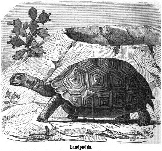 Landpadda.