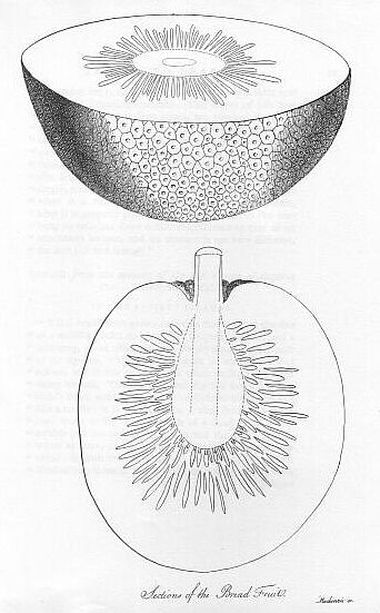 Sections of the Bread Fruit