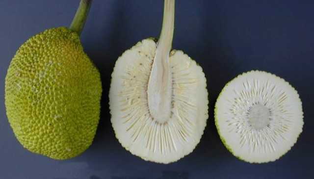 Breadfruit