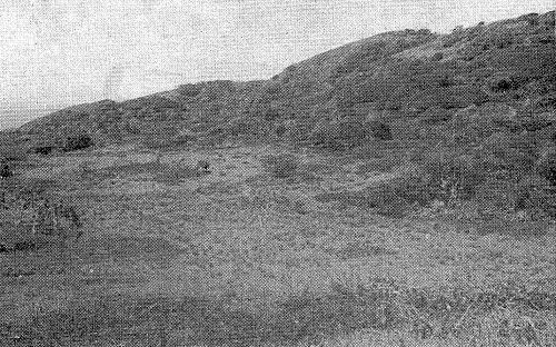 Aute Valley and natural bush.